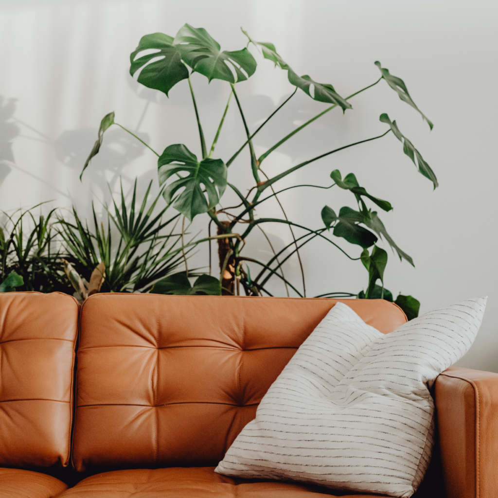 An orange couch with a tan throw pillow. Behind the couch are several house plants. 